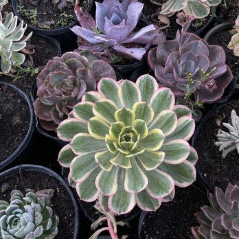 Rod’s Nursery - Succulent - Nurseries & Gardening Near Me - Santa Paula, California Rod’s Nursery - Succulent - Nurseries & Gardening Near Me - Santa Paula, California