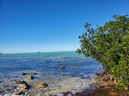 Wild Bird Sanctuary - Florida Keys Wild Bird Center by null
