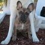 Photo of Woof Pack