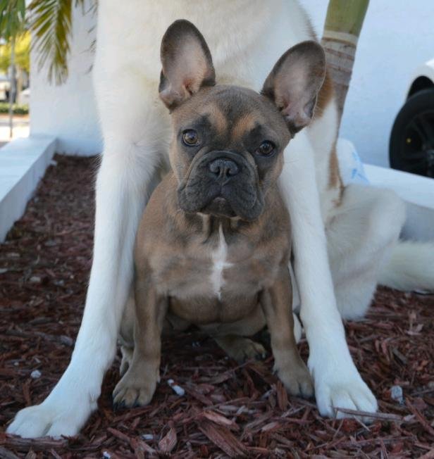 Woof Pack - pet boarding facility in Miami, FL