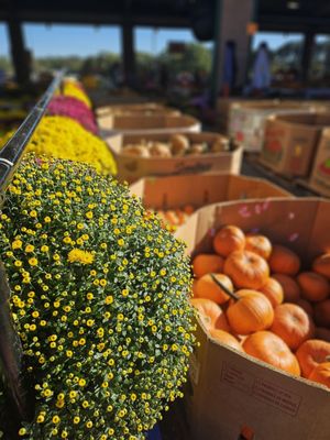 State Farmers Market by null