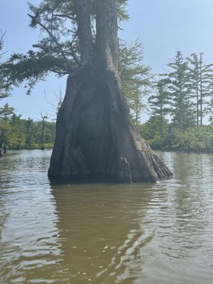 Cache River State Natural Area by null