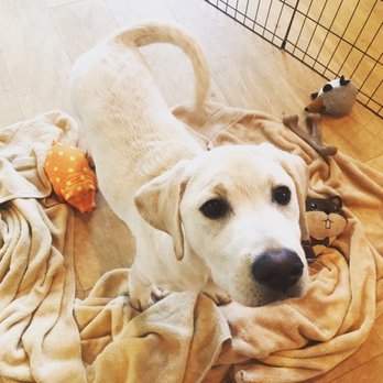 Wag Works - Charles Barkley learning to relax in his playpen. - Pet Training Near Me Wag Works - Charles Barkley learning to relax in his playpen. - Pet Training Near Me