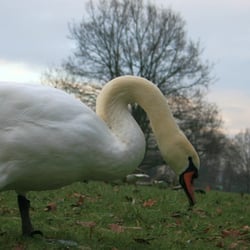 Schwanenteich