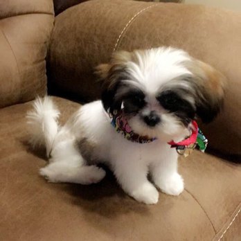 Kanine Klippers - 13 week old Shih Tzu - Pet Groomers Near Me - Austin, Texas