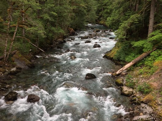 Ohanapecosh Campground by null