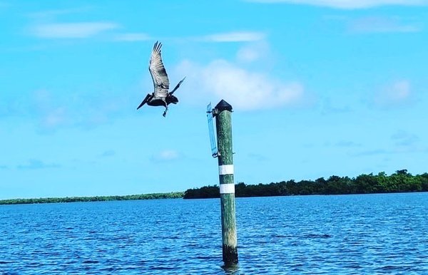 Rising Tide Explorers by null