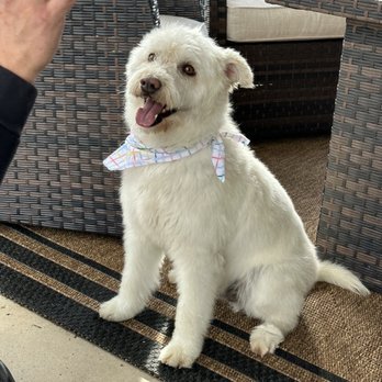 Krissys Mobile Paw Spa - Pet Groomers Near Me Krissys Mobile Paw Spa - Pet Groomers Near Me