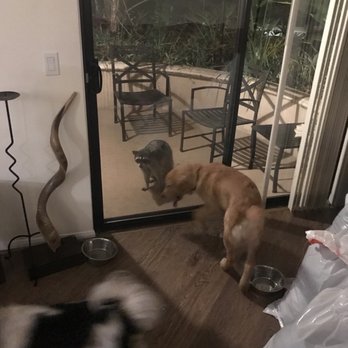 Piero - Service animals scared of raccoon - Apartments Near Me - Los Angeles, California
