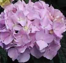 Hydrangeas Logo