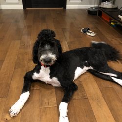 Shannon's Pretty Pawz Salon - Our once burly dog reduced to this now.