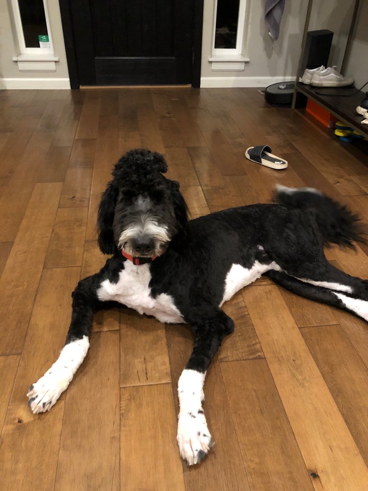 SHANNON’S PRETTY PAWZ SALON Updated October 2024 66 Photos 40 N