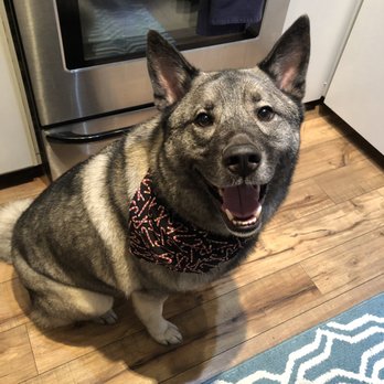 We Love Paws - Gus is one happy customer! - Pet Groomers Near Me - Sacramento, California