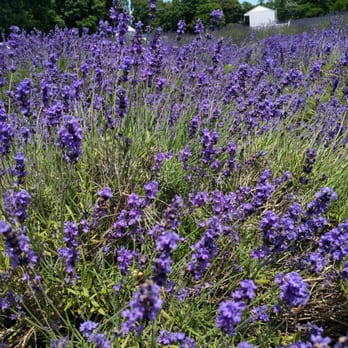 Lavender by the Bay - Pick Your Own Farms Near Me - East Marion, New York Lavender by the Bay - Pick Your Own Farms Near Me - East Marion, New York