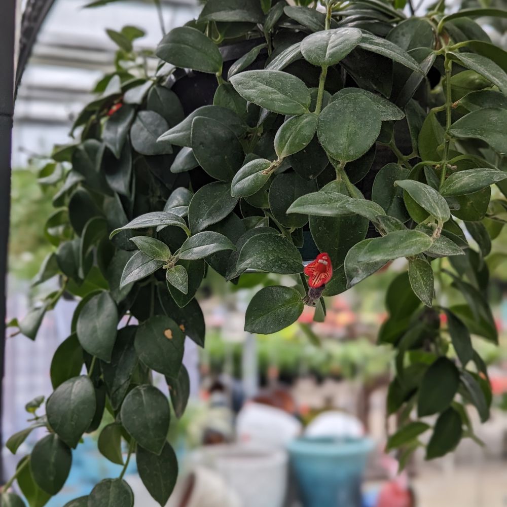 Scott's Nursery, Ltd. - Look at that cute little lipstick bloom 3 - Nurseries & Gardening Near Me - Lincoln, New Brunswick