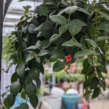 Scott's Nursery, Ltd. - Look at that cute little lipstick bloom 3 - Nurseries & Gardening Near Me - Lincoln, New Brunswick Scott's Nursery, Ltd. - Look at that cute little lipstick bloom 3 - Nurseries & Gardening Near Me - Lincoln, New Brunswick