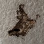 Photo of Custom Pest