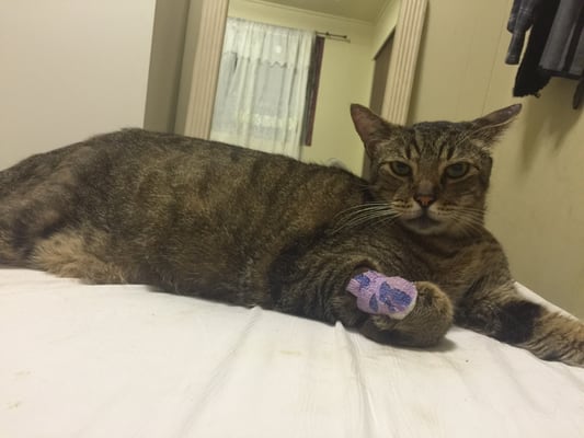 At Home Animal Hospital and Mobile Veterinary Services