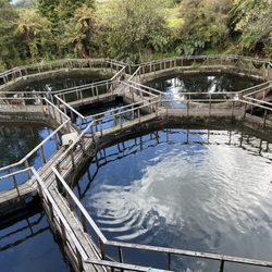 The Salmon Farm Cafe - Fish breeding tanks