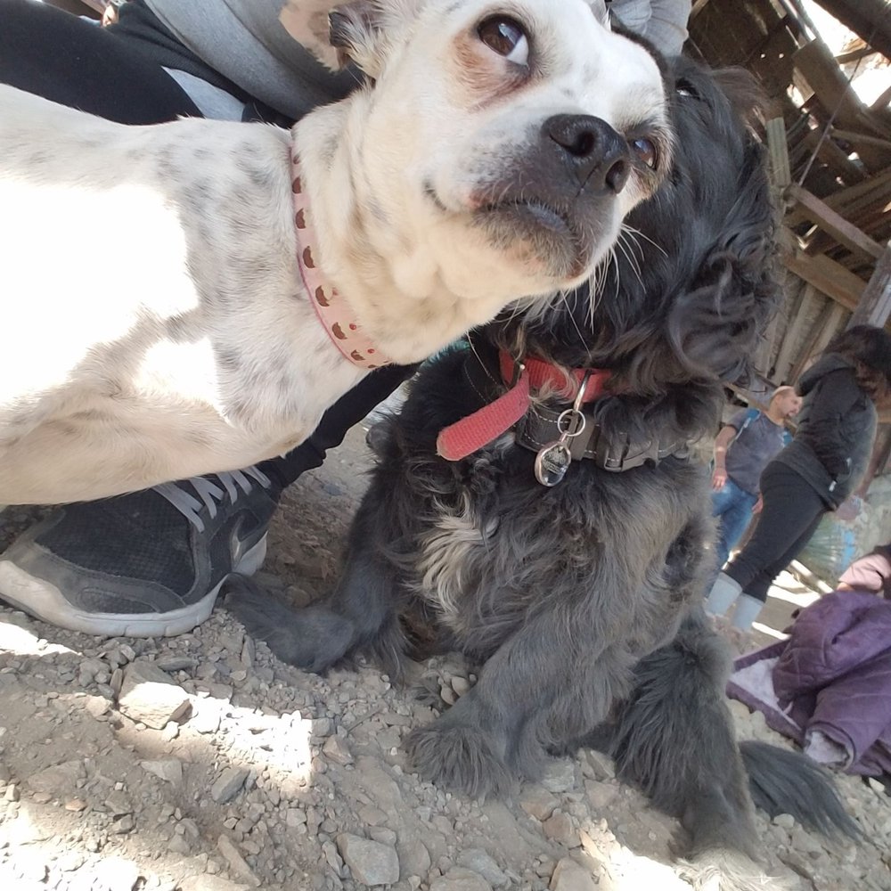 Big Horn Mine - Hiking Pup Crew - Hiking Near Me Big Horn Mine - Hiking Pup Crew - Hiking Near Me