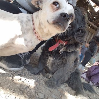 Big Horn Mine - Hiking Pup Crew - Hiking Near Me Big Horn Mine - Hiking Pup Crew - Hiking Near Me