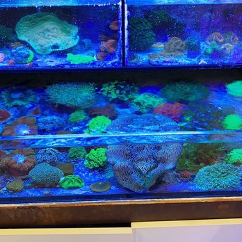Amazing Aquariums & Reefs - Aquarium Services Near Me - Orange, California Amazing Aquariums & Reefs - Aquarium Services Near Me - Orange, California