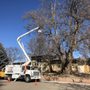 Photo of 10 Star Tree Care