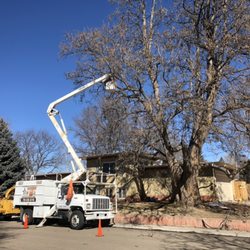 10 Star Tree Care - Big catalpa prune