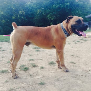 Cochran Hill Dog Run - Francis. The boerboel. - Dog Parks Near Me - Louisville, Kentucky Cochran Hill Dog Run - Francis. The boerboel. - Dog Parks Near Me - Louisville, Kentucky