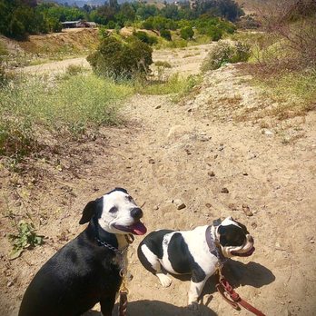 Affordable Dog Training & Anti-Aggression - Hikes with Greg - Pet Training Near Me