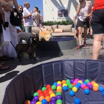 The Shay Hotel - Doggies! - Hotels Near Me - Culver City, California The Shay Hotel - Doggies! - Hotels Near Me - Culver City, California