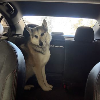 AKG Detailing - The dog hair culprit. Included so you can imagine how much hair had accumulated - Auto Detailing Near Me - San Bernardino, California