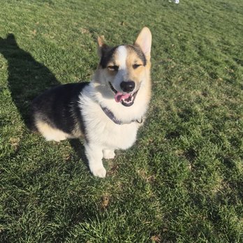 Link Piazzo Dog Park - Dog Parks Near Me - Reno, Nevada Link Piazzo Dog Park - Dog Parks Near Me - Reno, Nevada