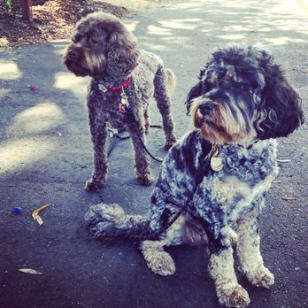 Sugar Pine Doodles - Sugar Pine Doodles - Pet Breeders Near Me Sugar Pine Doodles - Sugar Pine Doodles - Pet Breeders Near Me