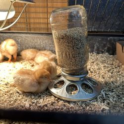 Brooks Farms - Baby chicks