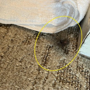 TownePlace Suites Albuquerque North - Wad of hair found in the corner closest to the walkway from the front door - Hotels Near Me - Albuquerque, New Mexico TownePlace Suites Albuquerque North - Wad of hair found in the corner closest to the walkway from the front door - Hotels Near Me - Albuquerque, New Mexico