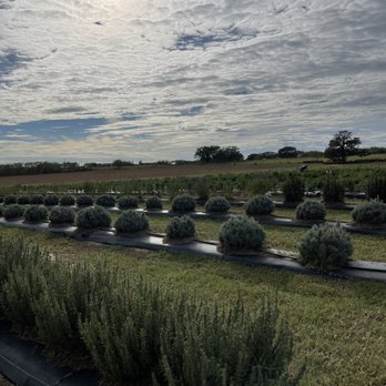 Rockberry Ranch - Pick Your Own Farms Near Me - Poteet, Texas