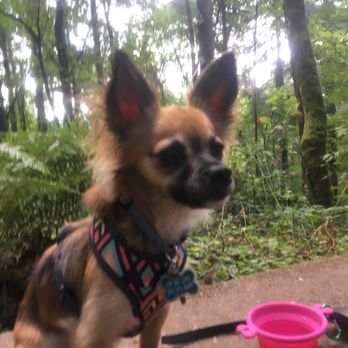 Oregon Humane - Animal Shelters Near Me - Portland, Oregon