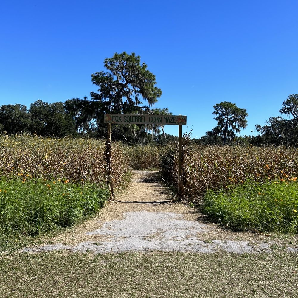 Fox Squirrel Corn Maze - Corn maze - Attraction Farms Near Me - Plant City, Florida