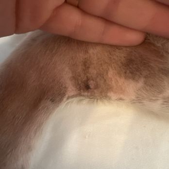 Vetco Total Care - One of the stitches they forgot to remove - Veterinarians Near Me - Encinitas, California Vetco Total Care - One of the stitches they forgot to remove - Veterinarians Near Me - Encinitas, California