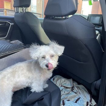 Woof In Boots - Just picked her up! - Pet Groomers Near Me - Denver, Colorado Woof In Boots - Just picked her up! - Pet Groomers Near Me - Denver, Colorado