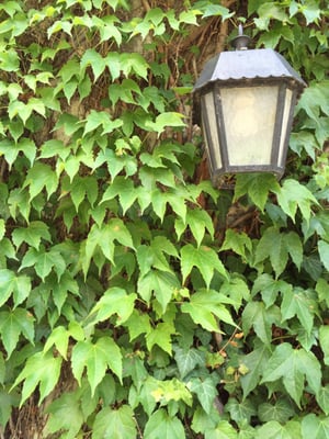 The Renaissance Society by null