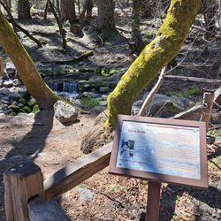 Fern Spring