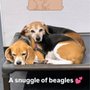 Photo of Rocket Dog Care