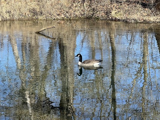 Matthaei Botanical Gardens by null