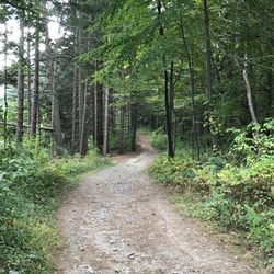 Naugatuck State Forest
