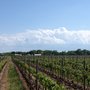 Erie Shore Vineyard
