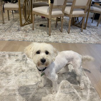 Oh My Dog - Lucky's new haircut - Pet Groomers Near Me - Foster City, California