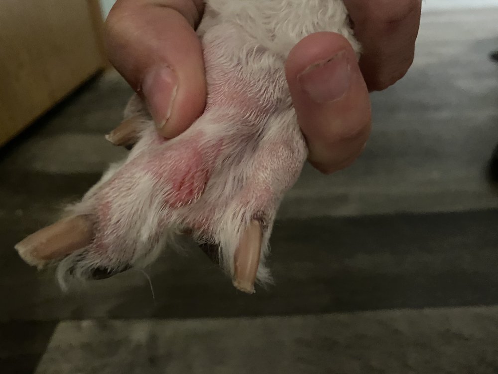 HOUNDZ OF HOLLYWOOD MOBILE DOG GROOMING & SPA Updated September 2024