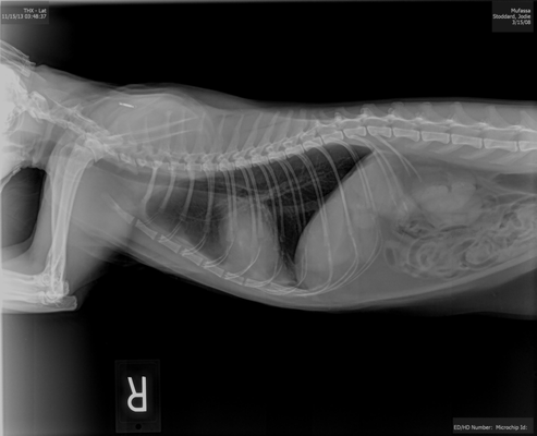 Lawndale Pet Hospital by null